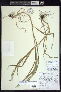 Bromus carinatus var. carinatus image