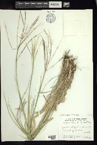 Enteropogon chlorideus image