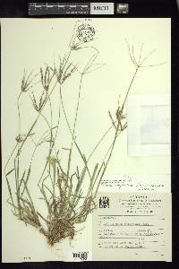 Chloris rufescens image