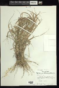 Enteropogon chlorideus image