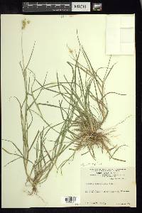 Cenchrus spinifex image