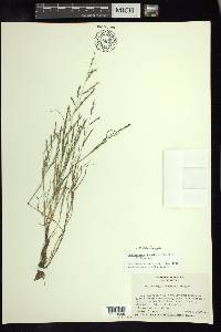 Chaboissaea decumbens image