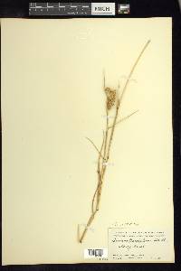 Cenchrus spinifex image