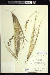 Calamagrostis erectifolia image