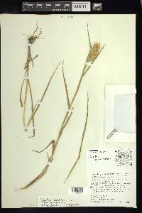 Cenchrus echinatus image