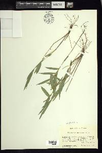 Cryptochloa strictiflora image