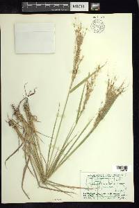 Digitaria insularis image