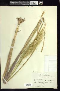 Echinochloa holciformis image