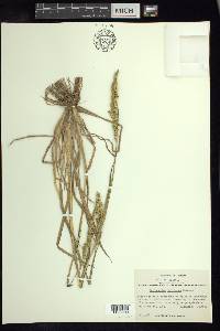 Echinochloa jaliscana image