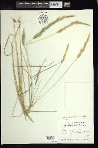 Deschampsia pringlei image