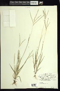 Digitaria argillacea image