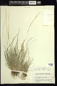 Deschampsia elongata image