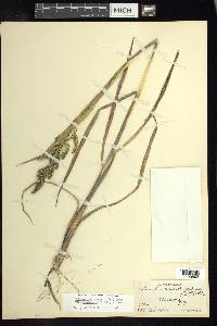 Echinochloa crus-galli var. zelayensis image