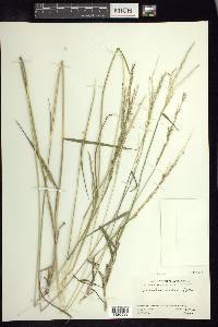 Digitaria insularis image