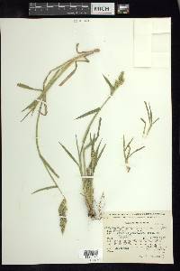 Echinochloa crus-galli var. zelayensis image