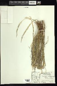 Digitaria californica image