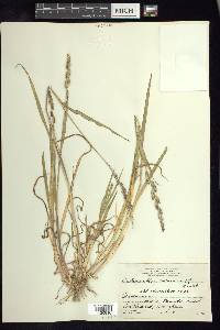 Echinochloa colona image