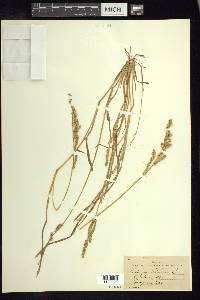 Echinochloa colona image