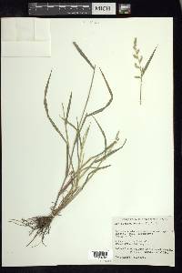 Echinochloa colona image