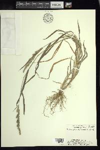 Echinochloa colona image