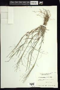 Digitaria cognata image