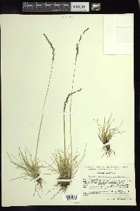 Deschampsia liebmanniana image