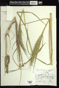 Echinochloa holciformis image