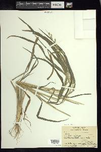 Echinochloa colona image