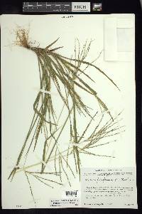 Digitaria filiformis image