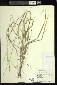 Digitaria curtigluma image