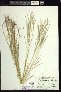 Digitaria filiformis image