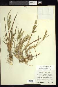 Echinochloa crus-galli var. zelayensis image