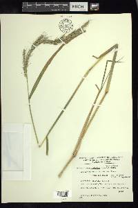 Echinochloa polystachya image
