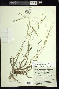 Digitaria bicornis image