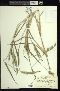 Echinochloa colona image