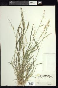 Echinochloa colona image