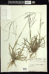 Digitaria leucites image