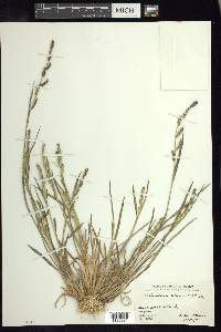 Echinochloa colona image