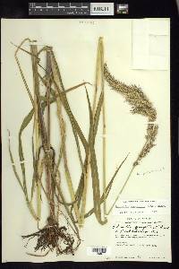 Echinochloa crus-pavonis image