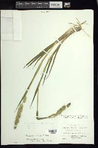 Echinochloa jaliscana image