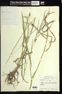 Digitaria leucites image