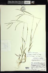 Digitaria ciliaris image