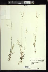 Digitaria argillacea image