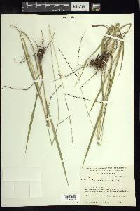 Digitaria curtigluma image