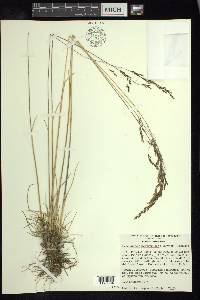 Deschampsia liebmanniana image