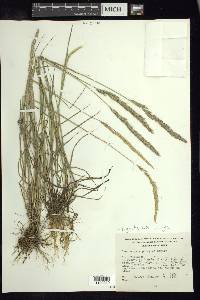 Deschampsia pringlei image