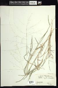 Digitaria cognata image