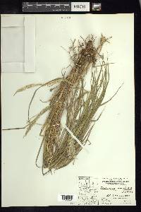 Digitaria insularis image