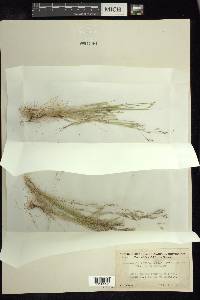 Deschampsia danthonioides image