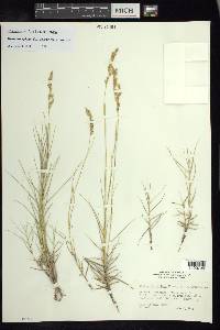 Distichlis spicata var. spicata image